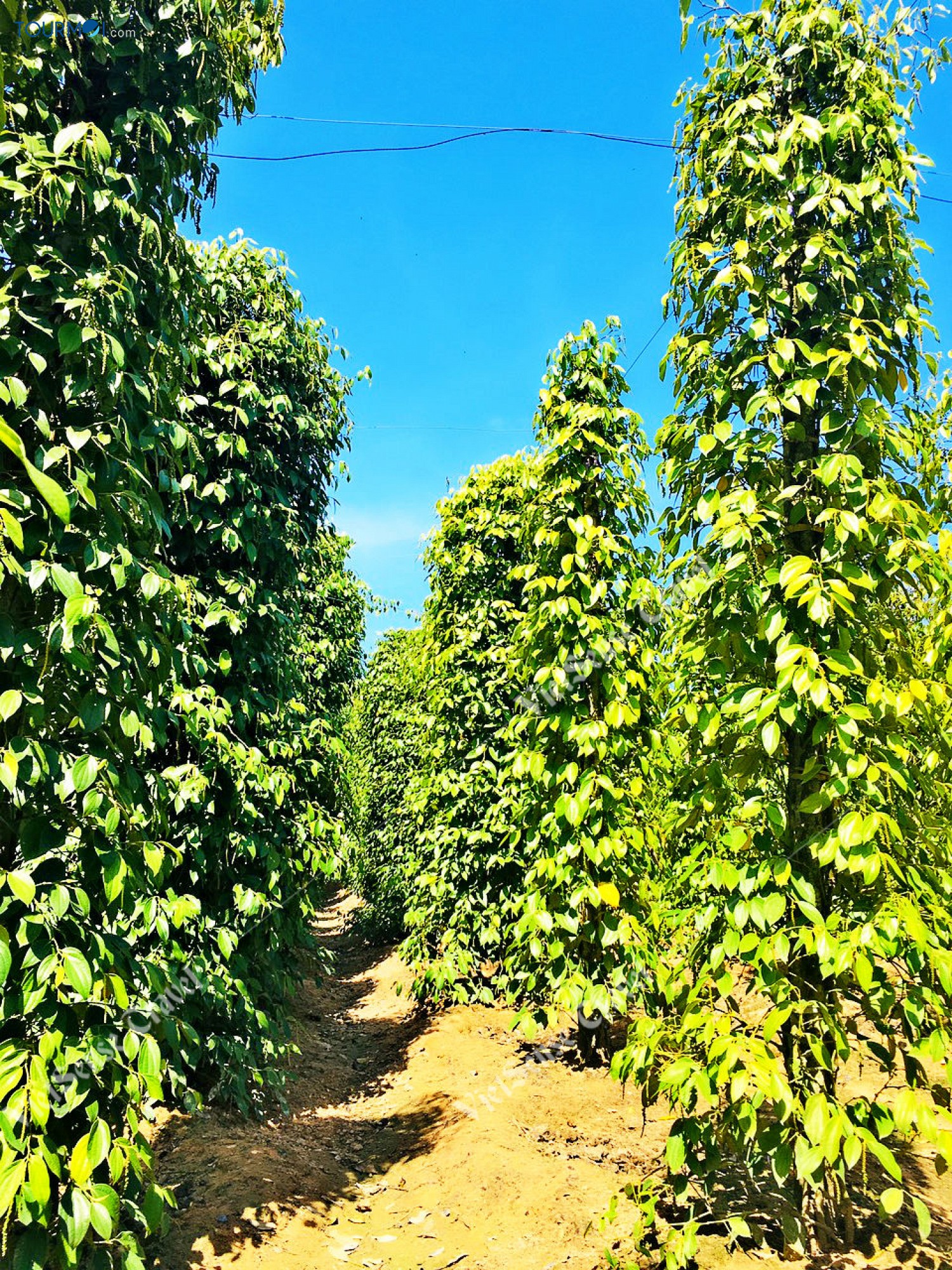 7 Đặc sản lừng danh Phú Quốc - Ảnh 2 7 Đặc sản lừng danh Phú Quốc - Ảnh 2