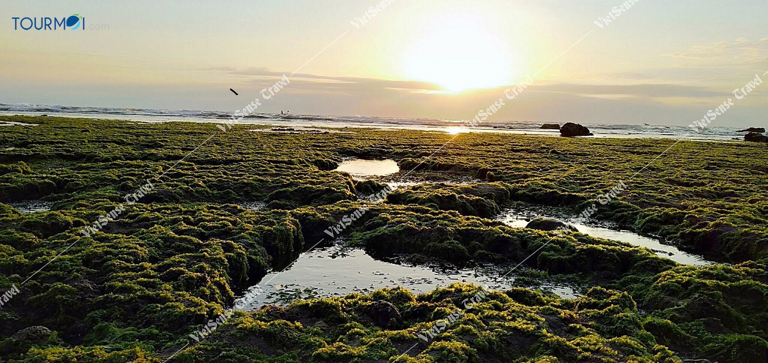 Đẹp mê hồn CÁNH ĐỒNG RONG BIỂN NINH THUẬN - Ảnh 2 Đẹp mê hồn CÁNH ĐỒNG RONG BIỂN NINH THUẬN - Ảnh 2