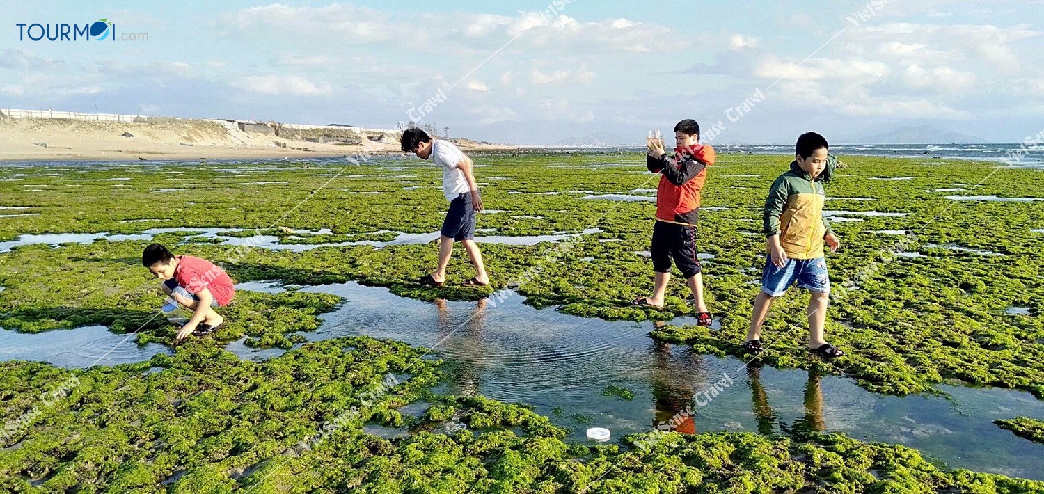 Đẹp mê hồn CÁNH ĐỒNG RONG BIỂN NINH THUẬN - Ảnh 4 Đẹp mê hồn CÁNH ĐỒNG RONG BIỂN NINH THUẬN - Ảnh 4