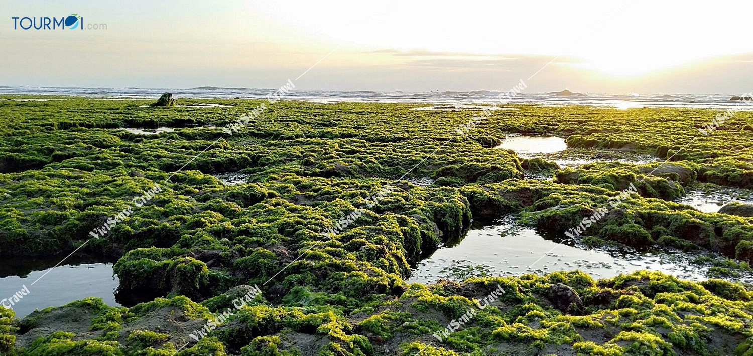 Đẹp mê hồn CÁNH ĐỒNG RONG BIỂN NINH THUẬN - Ảnh 3 Đẹp mê hồn CÁNH ĐỒNG RONG BIỂN NINH THUẬN - Ảnh 3