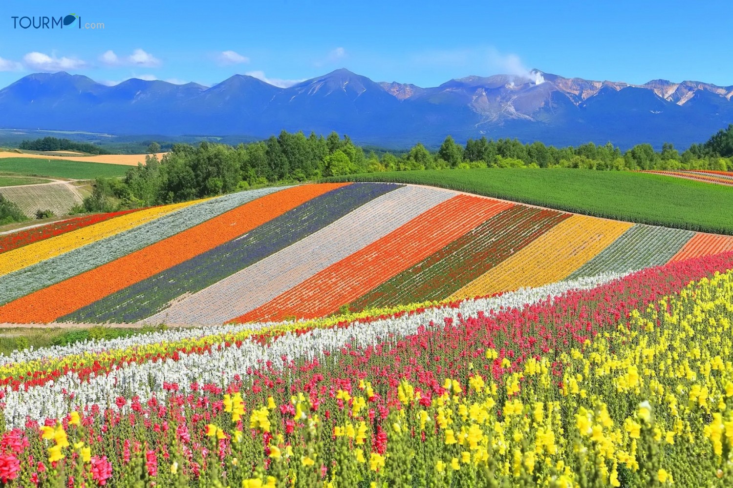 Hokkaido điểm đến của hoa Lavender và lễ hội tuyết trắng - Ảnh 1 Hokkaido điểm đến của hoa Lavender và lễ hội tuyết trắng - Ảnh 1