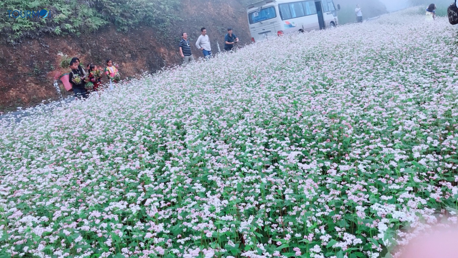 Kỳ diệu Tam giác mạch Hà Giang mùa hoa nở trên đá - Ảnh 5 Kỳ diệu Tam giác mạch Hà Giang mùa hoa nở trên đá - Ảnh 5