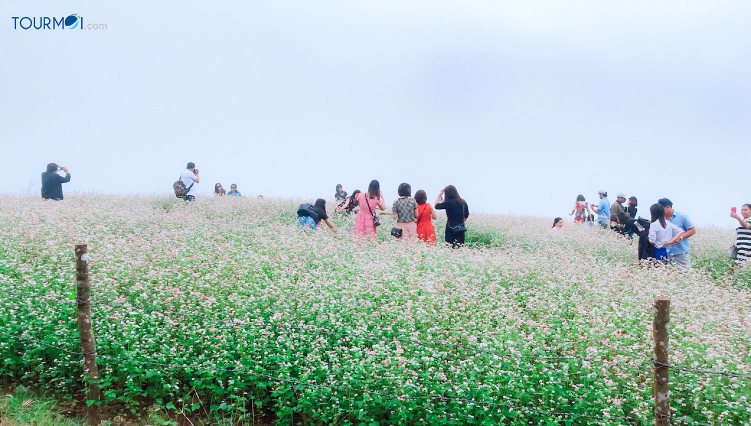 Kỳ diệu Tam giác mạch Hà Giang mùa hoa nở trên đá - Ảnh 2 Kỳ diệu Tam giác mạch Hà Giang mùa hoa nở trên đá - Ảnh 2
