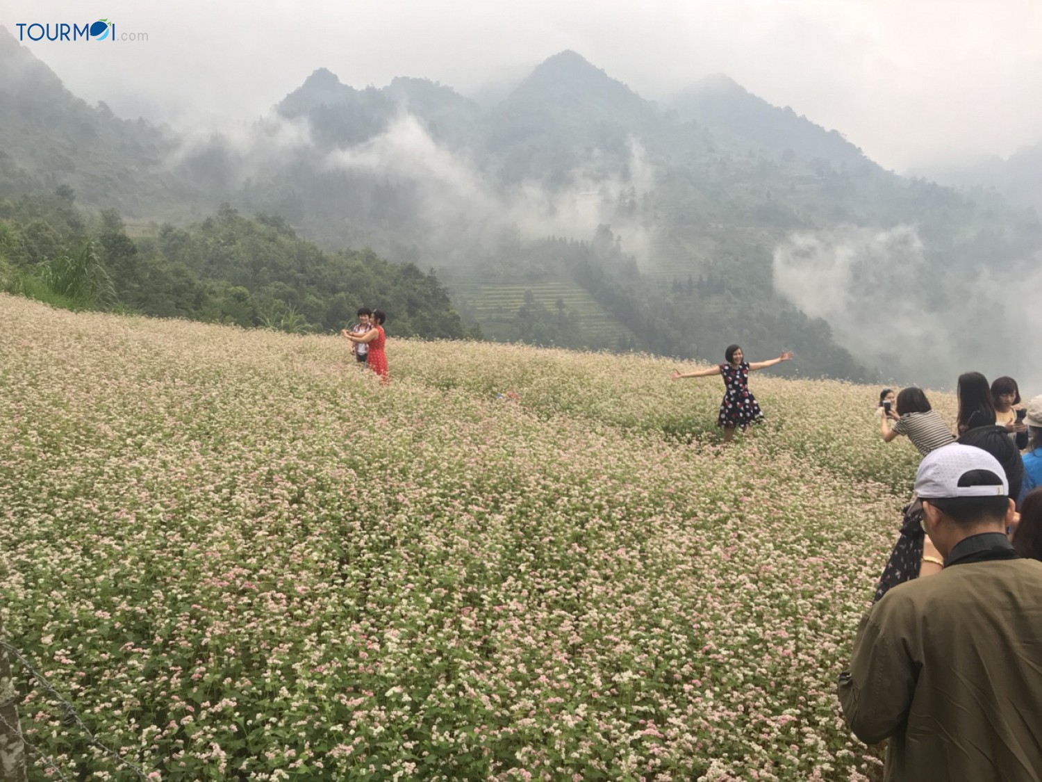Kỳ diệu Tam giác mạch Hà Giang mùa hoa nở trên đá - Ảnh 4 Kỳ diệu Tam giác mạch Hà Giang mùa hoa nở trên đá - Ảnh 4
