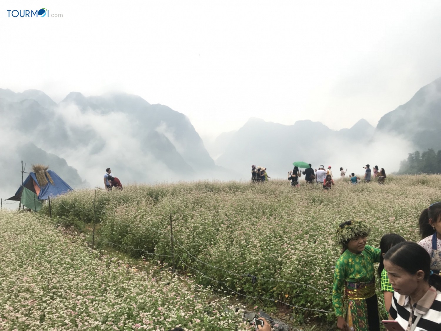 Kỳ diệu Tam giác mạch Hà Giang mùa hoa nở trên đá - Ảnh 3 Kỳ diệu Tam giác mạch Hà Giang mùa hoa nở trên đá - Ảnh 3