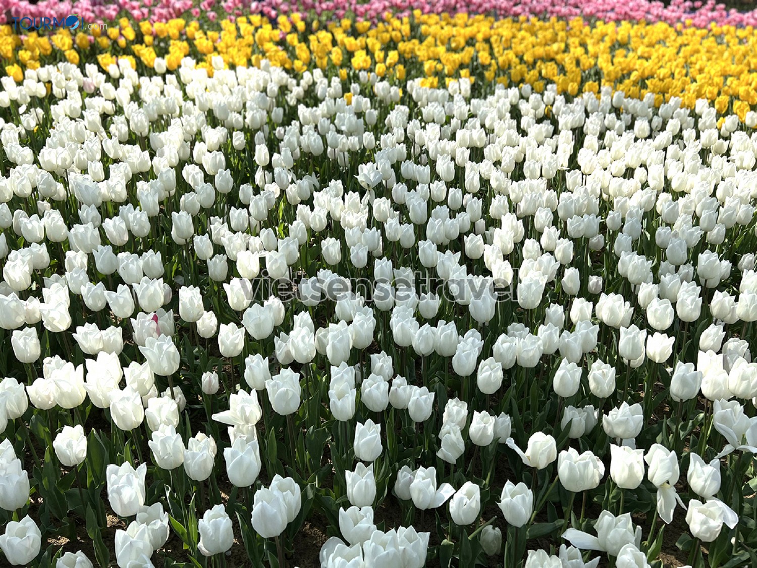 Toàn cảnh Lễ hội hoa Tulip Istanbul Thổ Nhĩ Kỳ rực rỡ sắc màu - Ảnh 8 Toàn cảnh Lễ hội hoa Tulip Istanbul Thổ Nhĩ Kỳ rực rỡ sắc màu - Ảnh 8