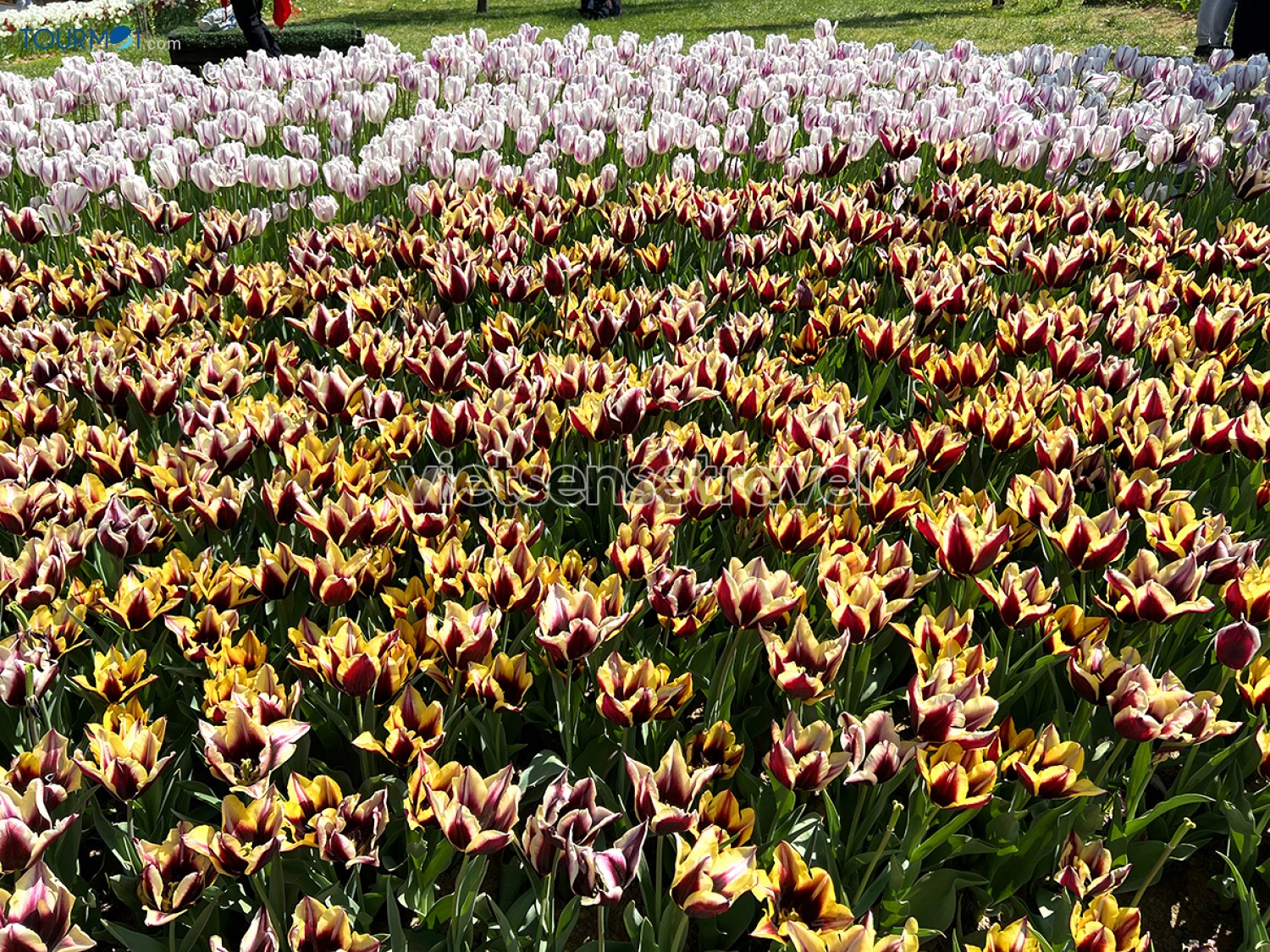Toàn cảnh Lễ hội hoa Tulip Istanbul Thổ Nhĩ Kỳ rực rỡ sắc màu - Ảnh 11 Toàn cảnh Lễ hội hoa Tulip Istanbul Thổ Nhĩ Kỳ rực rỡ sắc màu - Ảnh 11