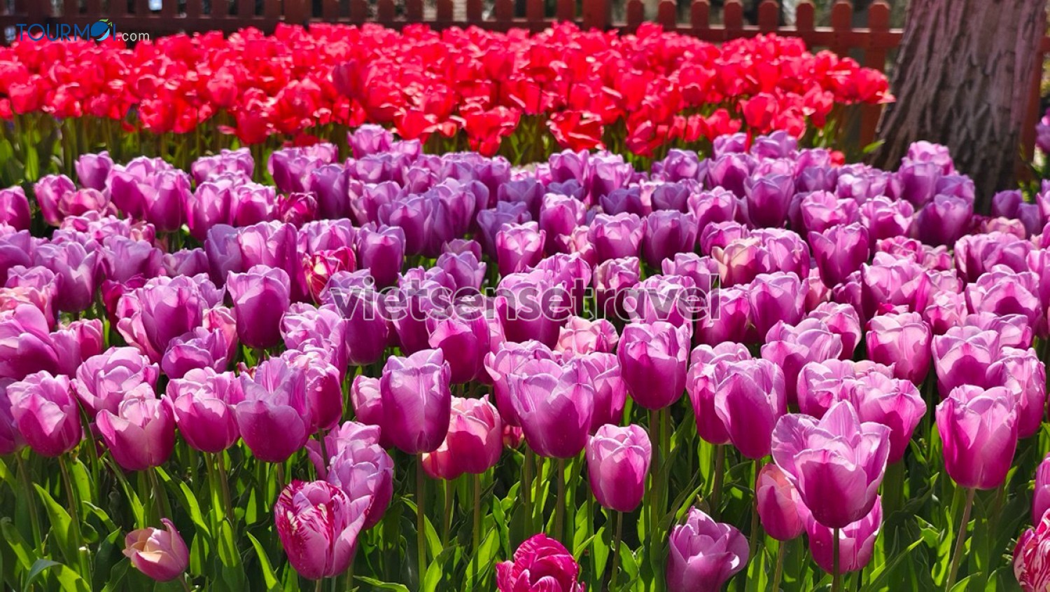 Toàn cảnh Lễ hội hoa Tulip Istanbul Thổ Nhĩ Kỳ rực rỡ sắc màu - Ảnh 10 Toàn cảnh Lễ hội hoa Tulip Istanbul Thổ Nhĩ Kỳ rực rỡ sắc màu - Ảnh 10
