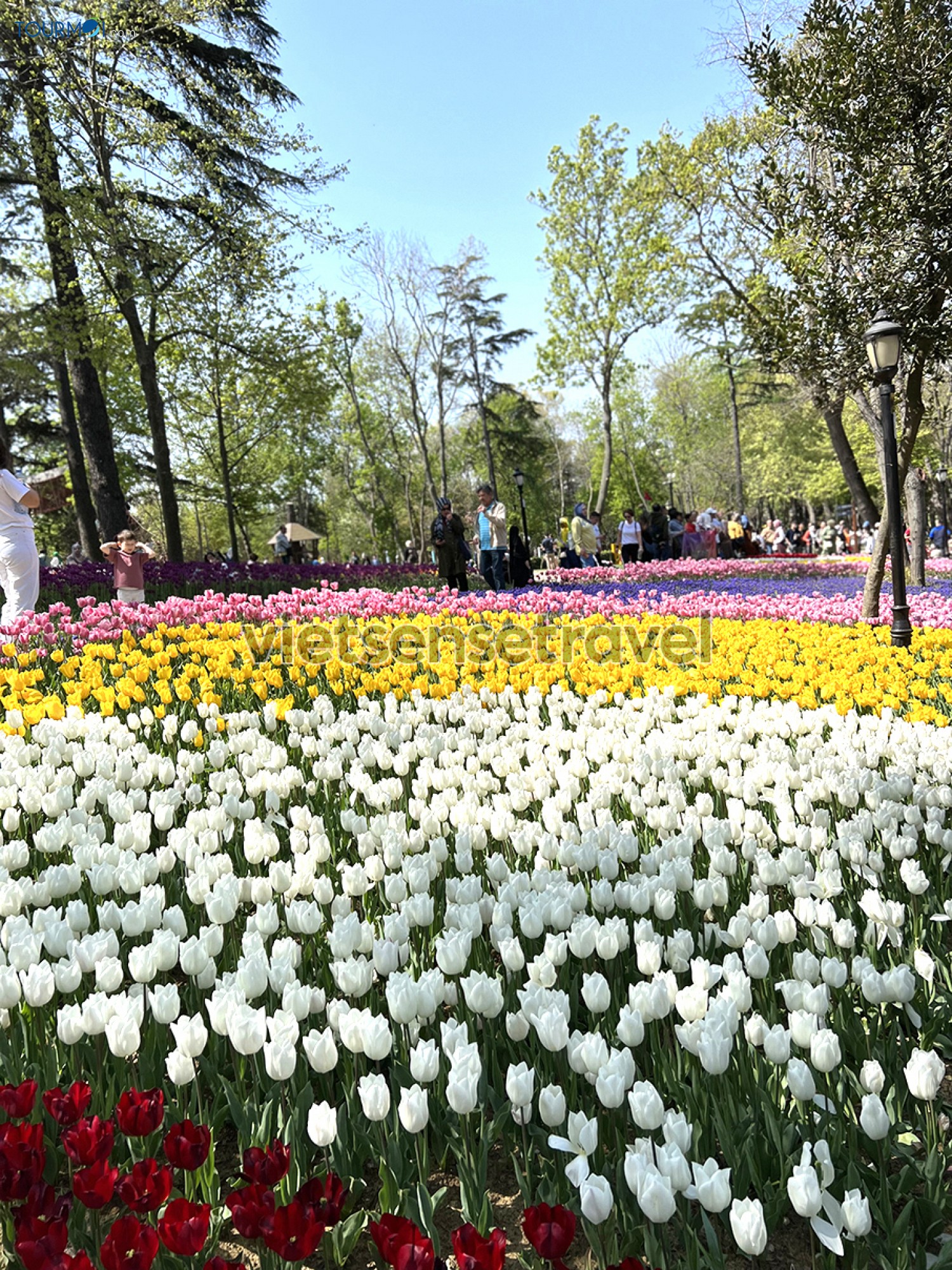 Toàn cảnh Lễ hội hoa Tulip Istanbul Thổ Nhĩ Kỳ rực rỡ sắc màu - Ảnh 1 Toàn cảnh Lễ hội hoa Tulip Istanbul Thổ Nhĩ Kỳ rực rỡ sắc màu - Ảnh 1
