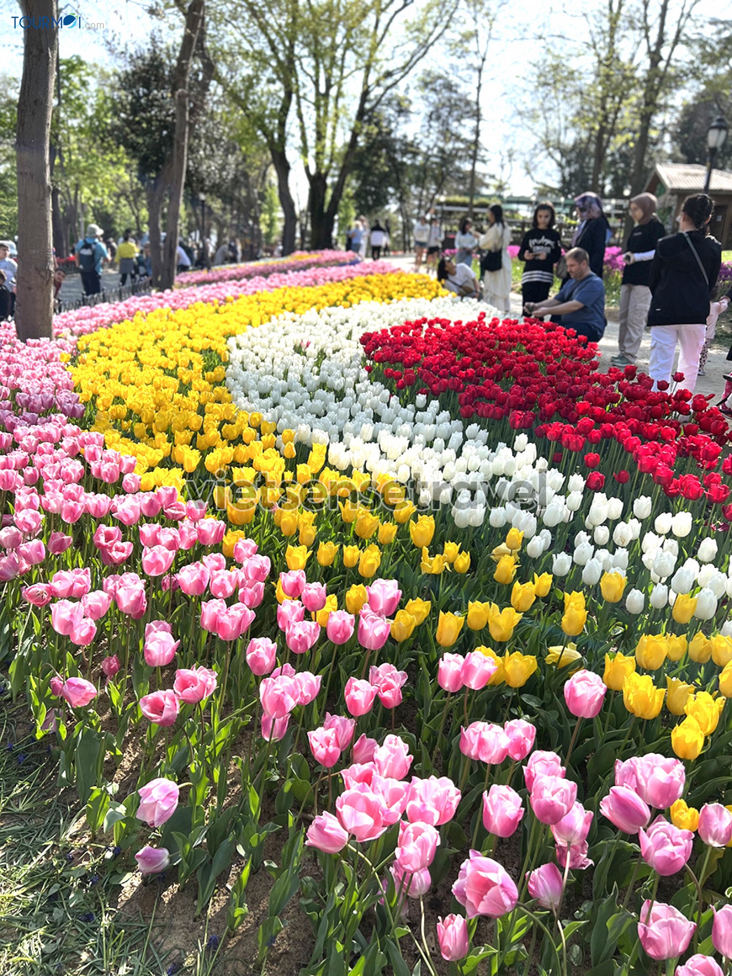 Toàn cảnh Lễ hội hoa Tulip Istanbul Thổ Nhĩ Kỳ rực rỡ sắc màu - Ảnh 9 Toàn cảnh Lễ hội hoa Tulip Istanbul Thổ Nhĩ Kỳ rực rỡ sắc màu - Ảnh 9