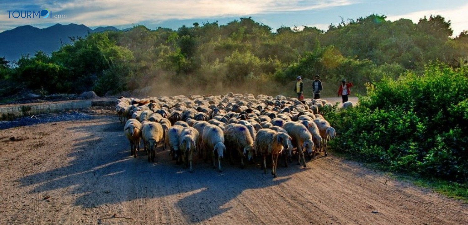 Tour Du lịch Ninh Thuận 4 Ngày từ Hà Nội Siêu Khuyến Mãi - Ảnh 1 Tour Du lịch Ninh Thuận 4 Ngày từ Hà Nội Siêu Khuyến Mãi - Ảnh 1