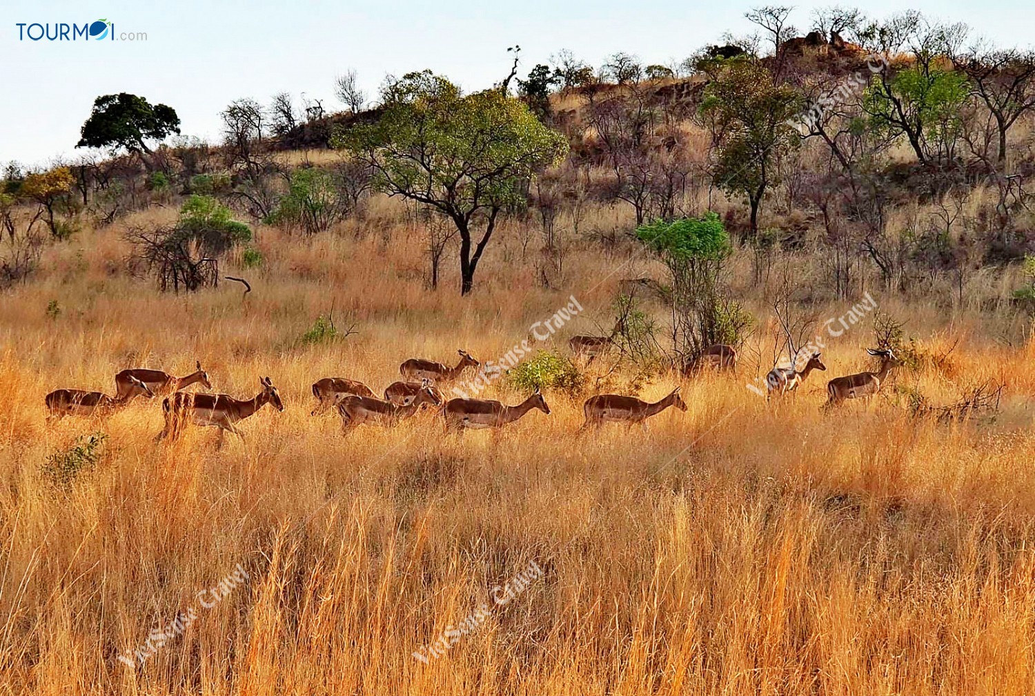 Tour Du lịch Nam Phi Mùa Phượng Tím Siêu Khuyến Mãi - Ảnh 2 Tour Du lịch Nam Phi Mùa Phượng Tím Siêu Khuyến Mãi - Ảnh 2