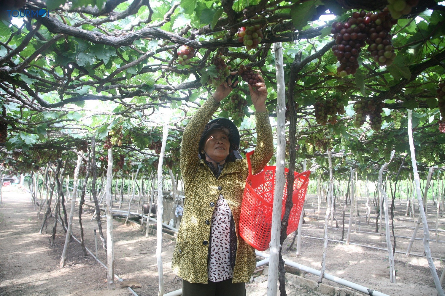 Những điểm tham quan nổi tiếng ở Ninh Thuận - Ảnh 12